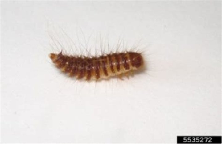 Dermestid Beetle Larvae - How To Discuss