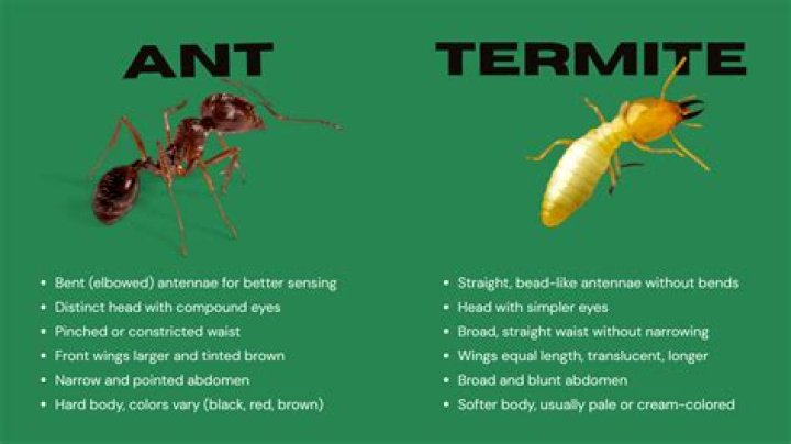 Difference between ants and termites