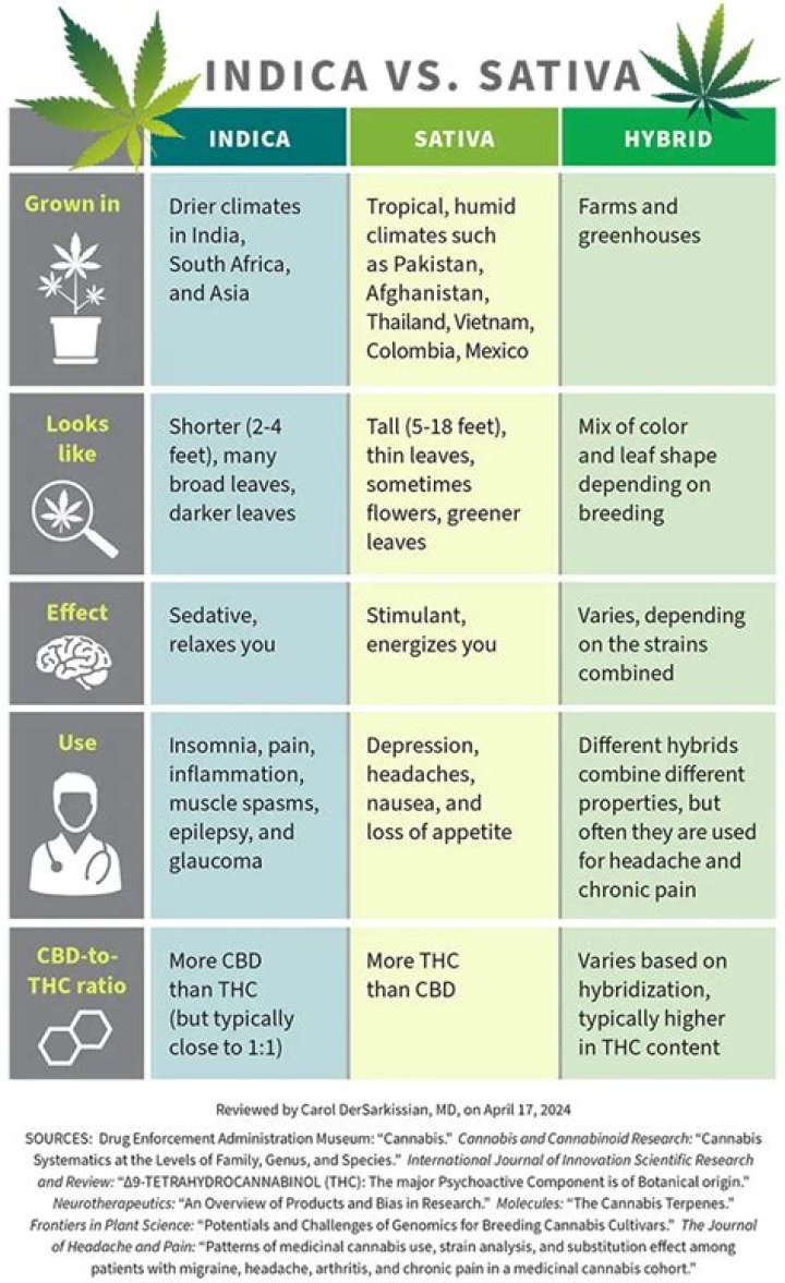 Difference Between Indica and Sativa