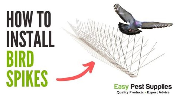 Diy Bird Spikes - How To Discuss