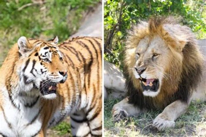 Do Lions And Tigers Occupy The Same Niche