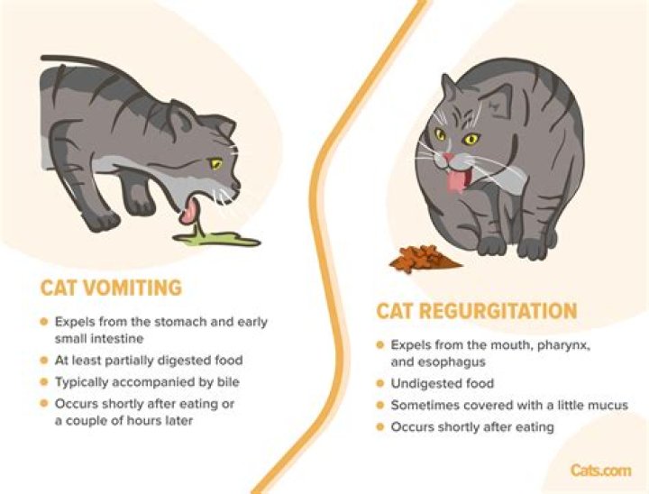 Do Mother Cats Regurgitate Food For Kittens