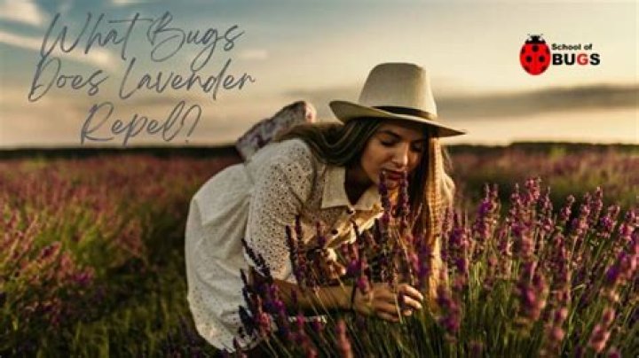 Does lavender repel bugs - How To Discuss