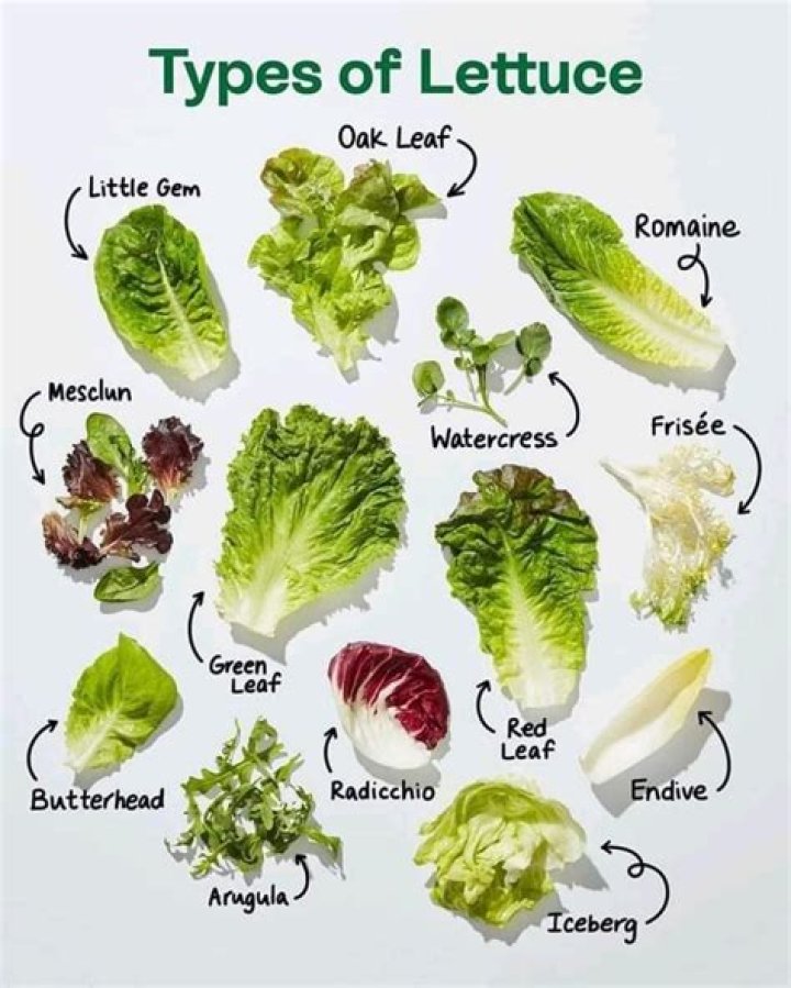 Does lettuce have carbs - How To Discuss