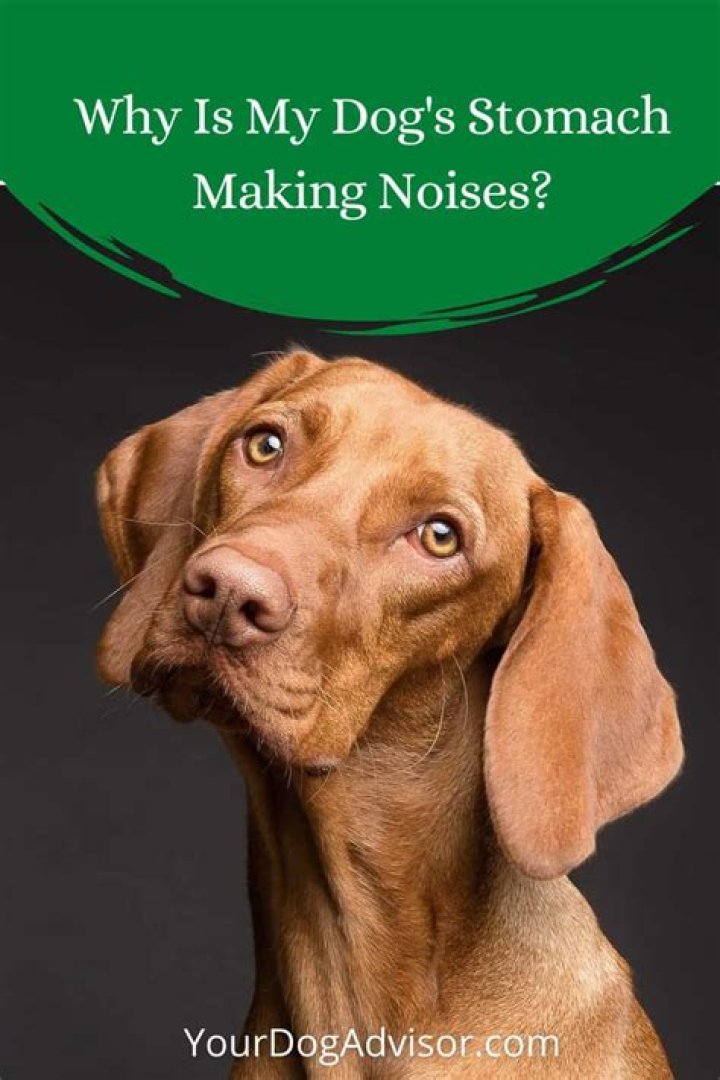 Dog's Stomach Making Noises - How To Discuss