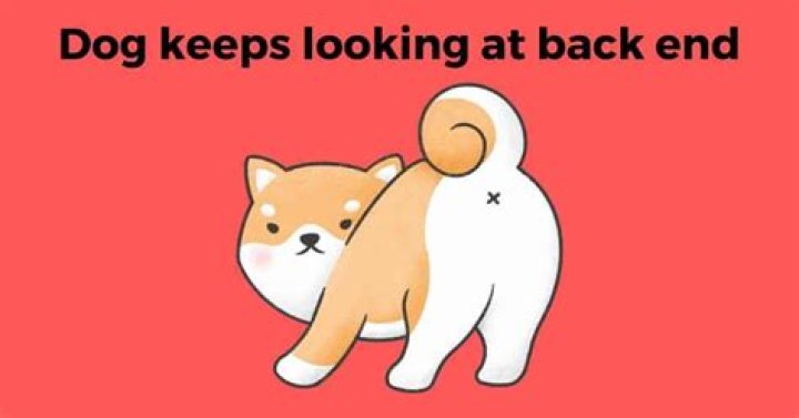 Dog Keeps Looking At Back End