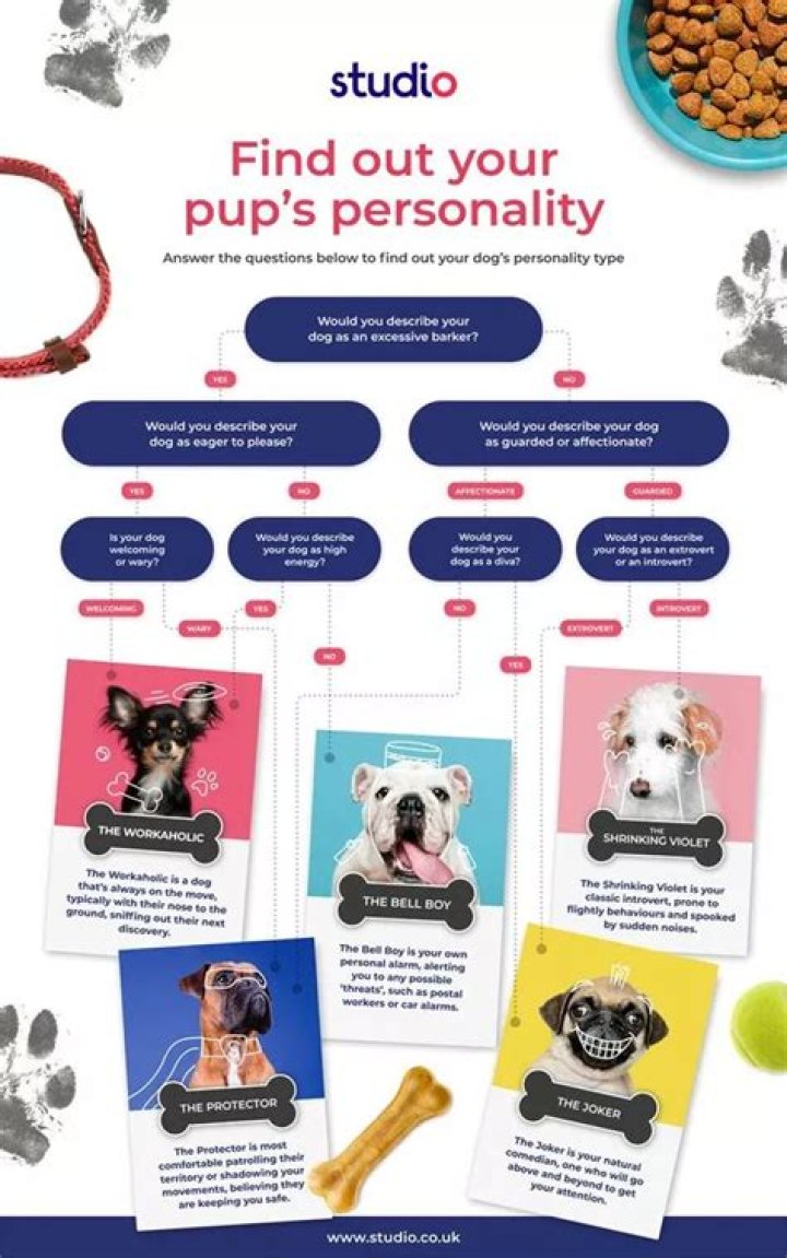 Dog personality test - How To Discuss