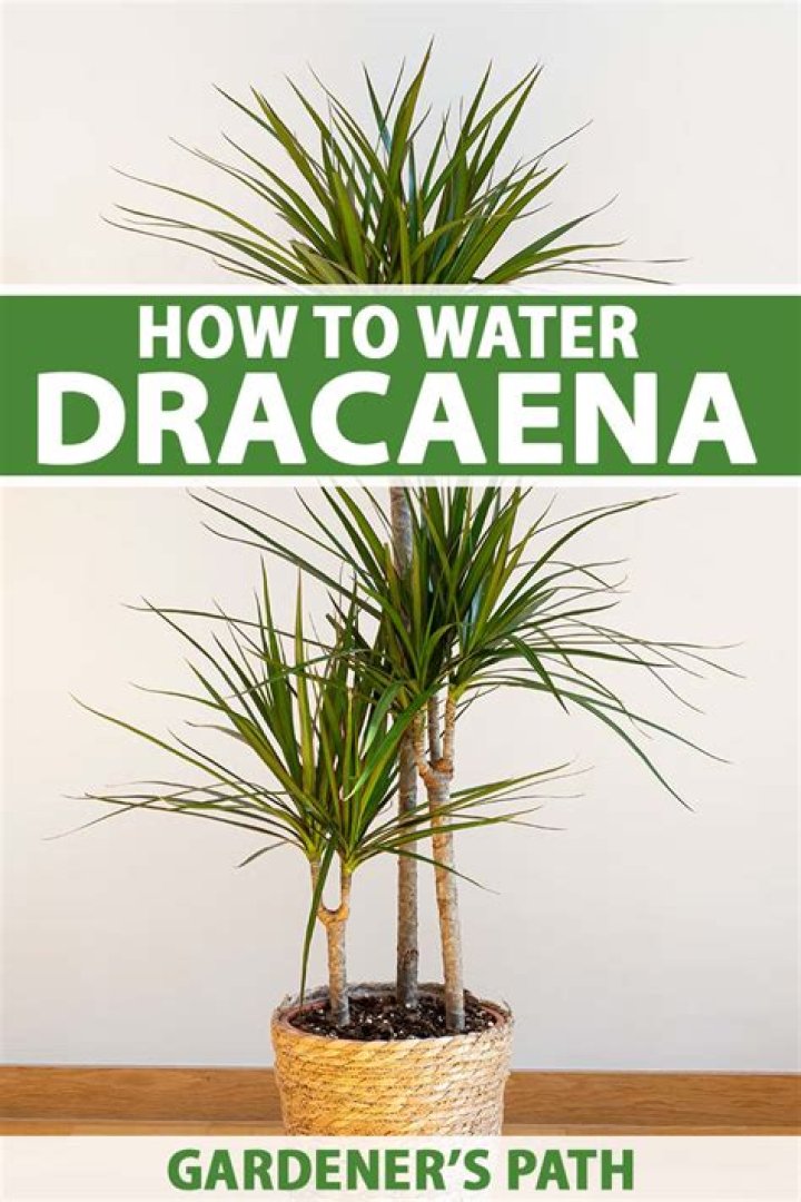 Dracena care - How To Discuss