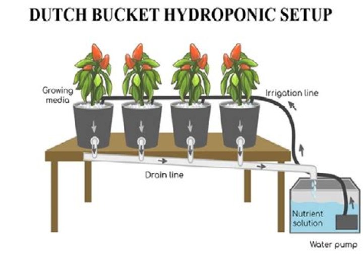 Dutch bucket system - How To Discuss