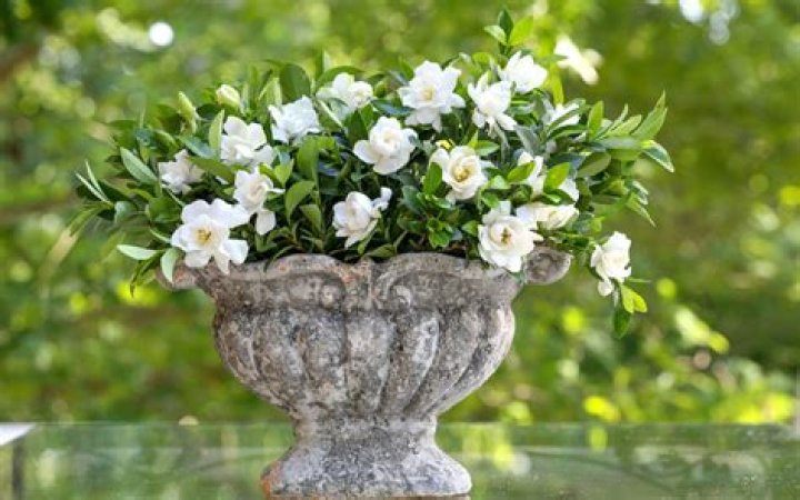 Dwarf gardenia - How To Discuss