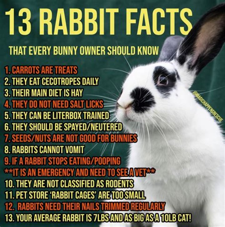 Facts about rabbits - How To Discuss