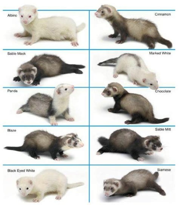 Ferret Breeders That Ship - How To Discuss