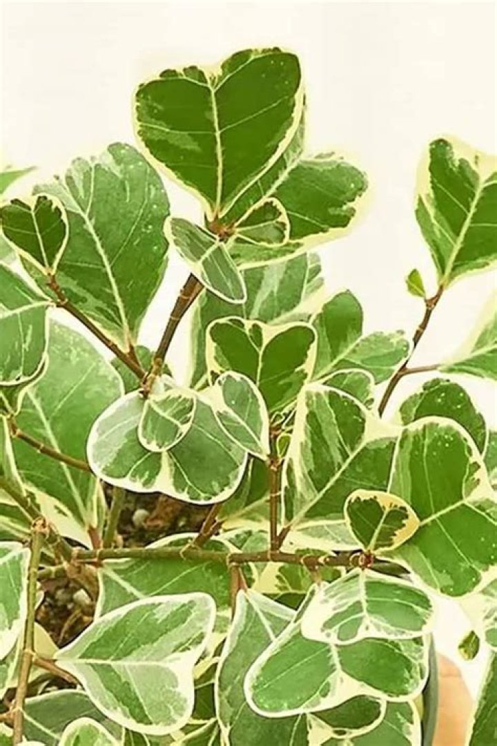 Ficus triangularis variegata - How To Discuss