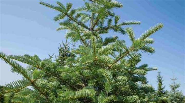 Fir tree - How To Discuss