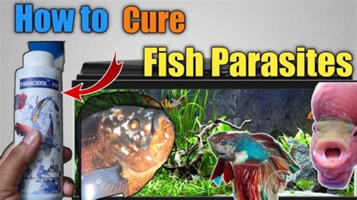 Fish medicine - How To Discuss