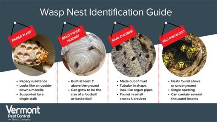 Fly nest - How To Discuss