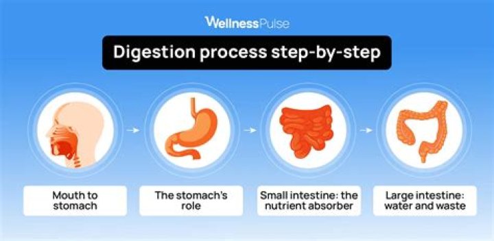 Food digestion time - How To Discuss
