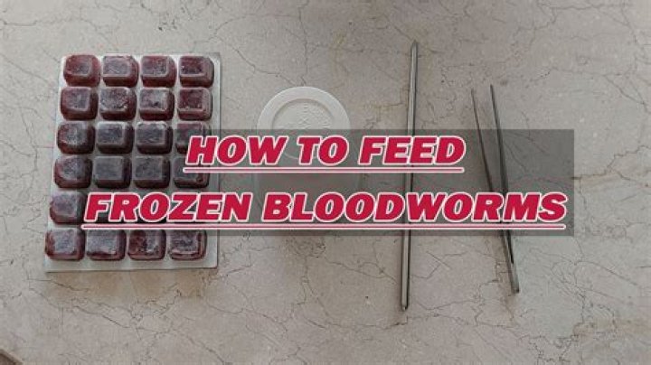 Frozen bloodworms - How To Discuss