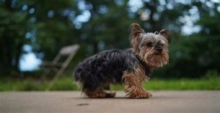 FULL GROWN TEACUP YORKIE - How To Discuss