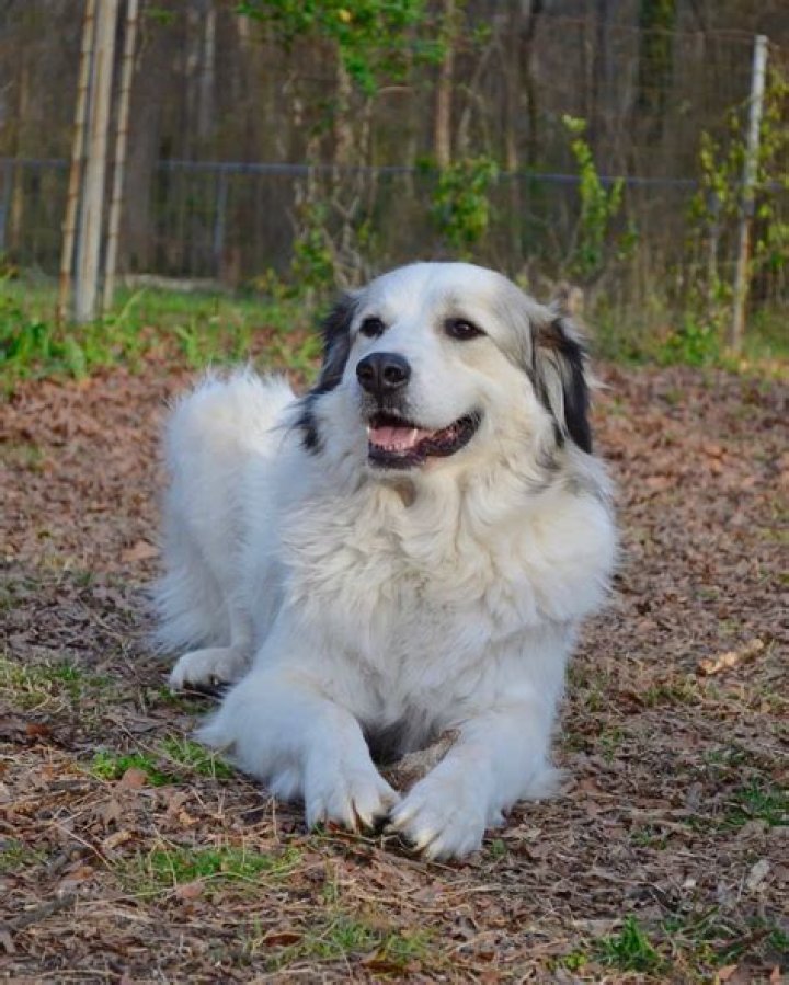 Great Pyrenees And Boxer Mix