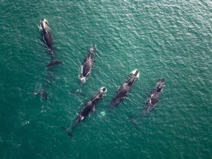 Group Of Whales - How To Discuss