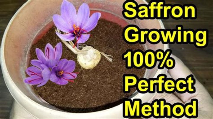 Growing saffron - How To Discuss