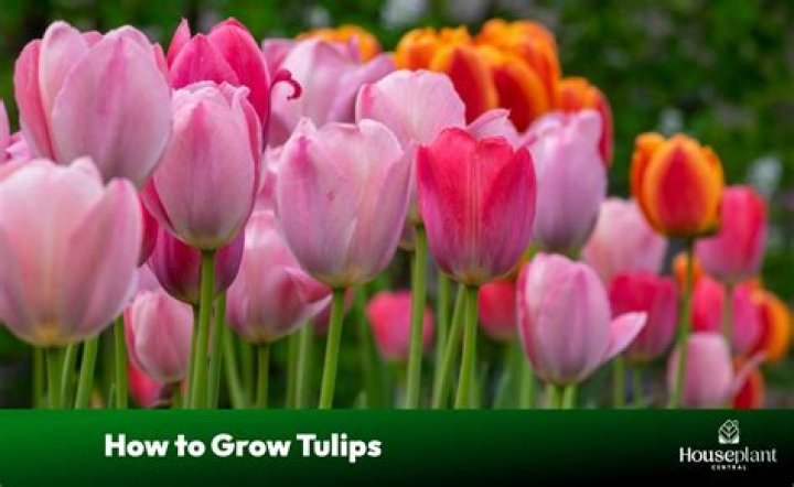 Growing tulips - How To Discuss