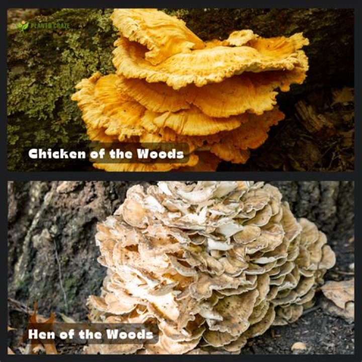 Hen Of The Woods Vs Chicken Of The Woods