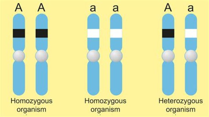 Homozygous Dominant - How To Discuss