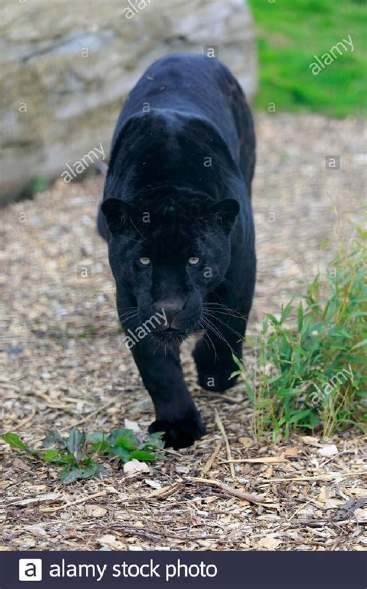 How Fast Can A Panther Run