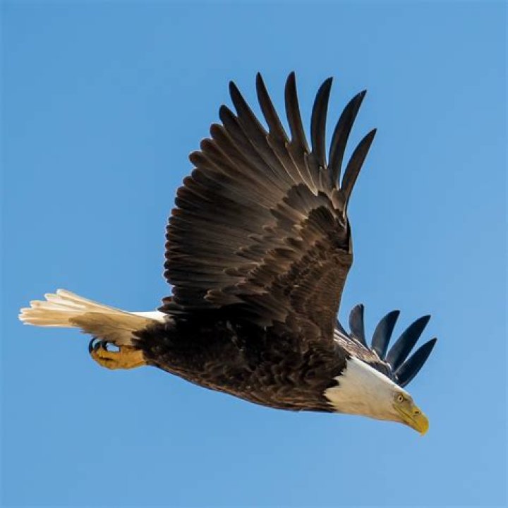 How Fast Can An Eagle Fly