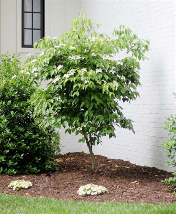How Fast Do Dogwood Trees Grow