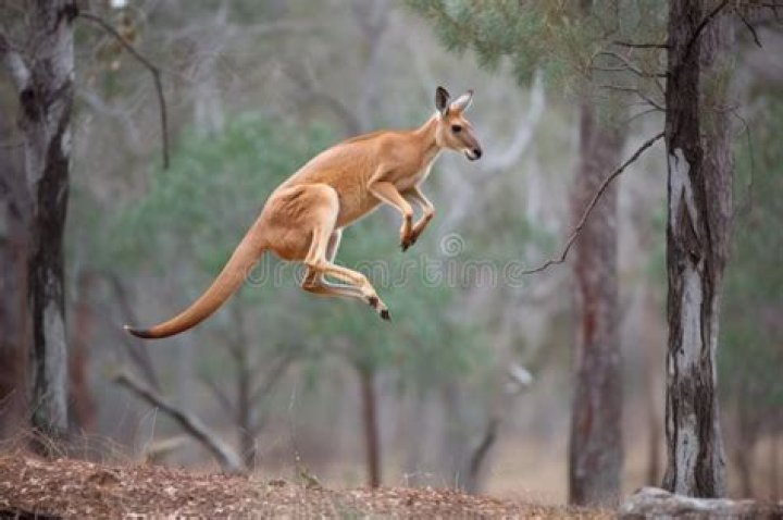 How Fast Is A Kangaroo
