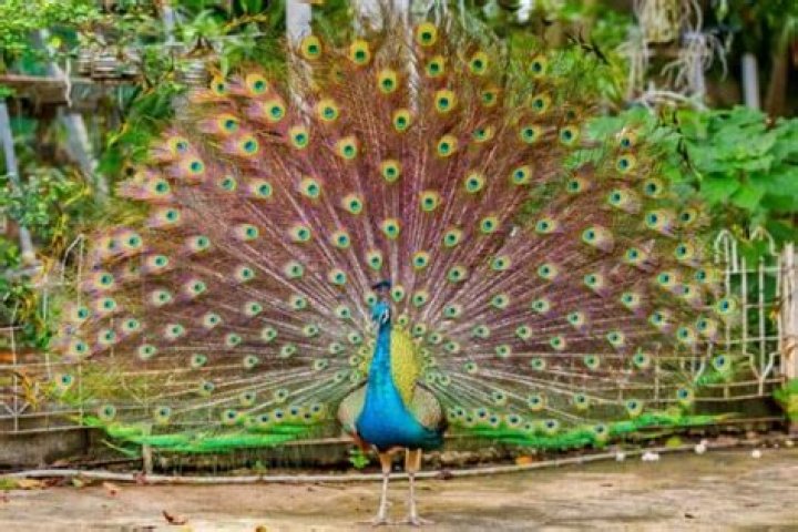How much does a peacock cost?