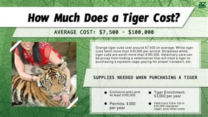 How Much Does A Tiger Cost