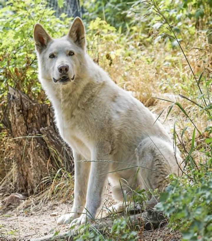 How much is a wolf dog