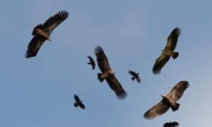 How Much Weight Can A Vulture Carry