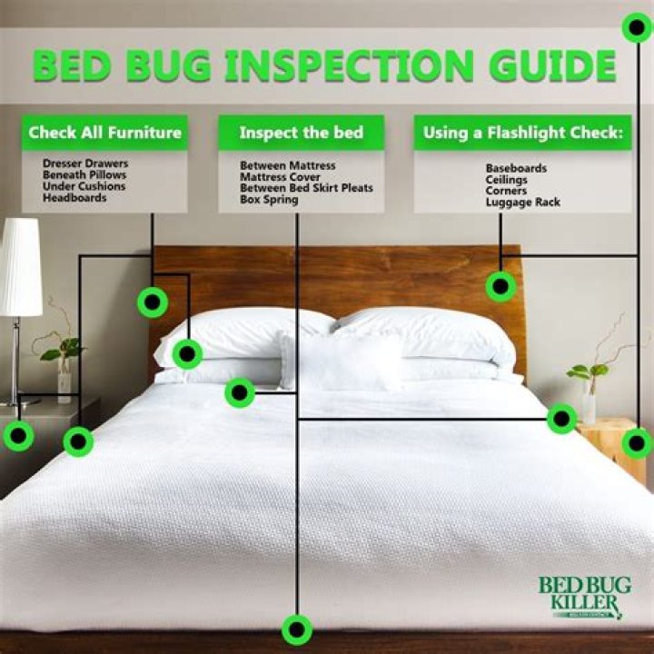 How to Check for Bedbugs