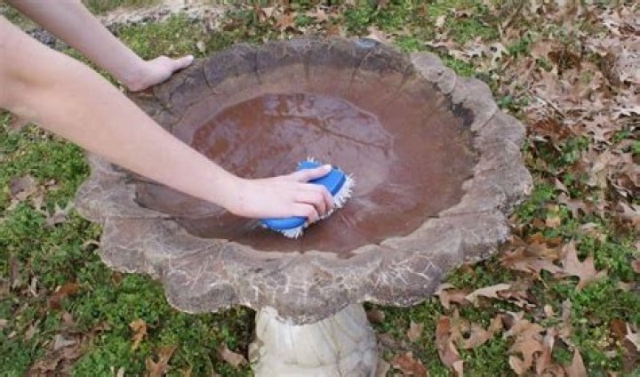 How to clean a bird bath
