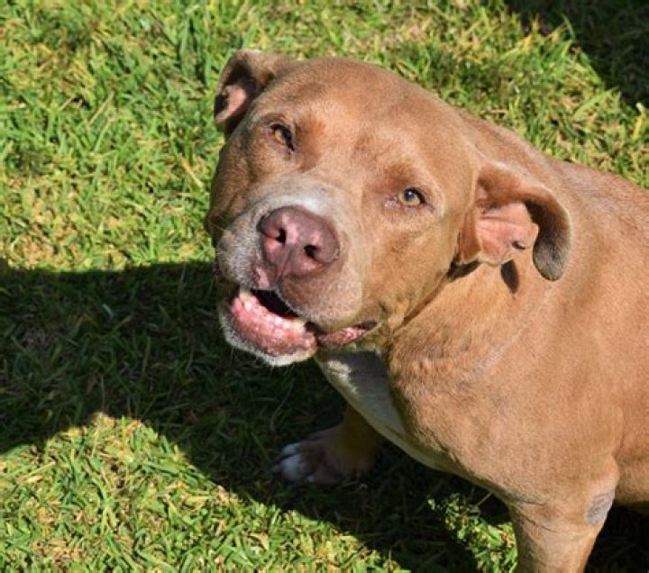 How To Get Papers For My Pitbull Puppy
