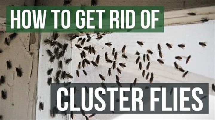 How to get rid of cluster flies
