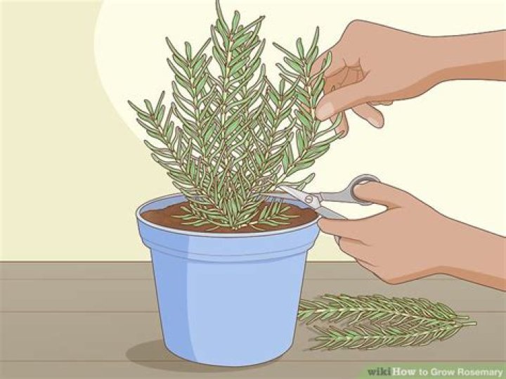 How to grow rosemary - How To Discuss