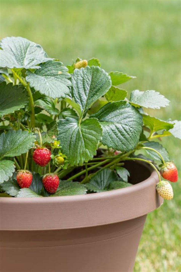 How to grow strawberries in pots