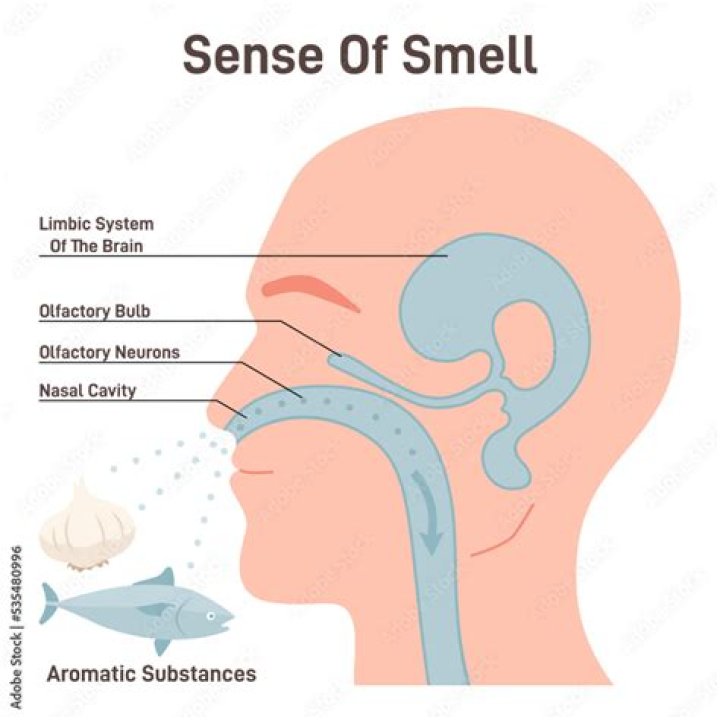 How to regain sense of smell ?