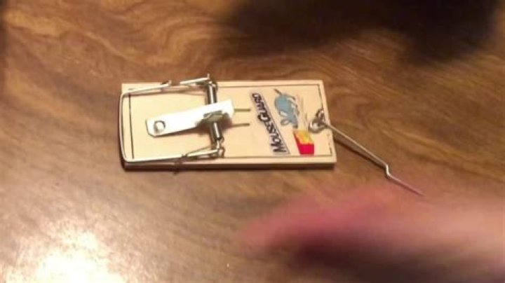 How to set Mousetrap? - How To Discuss