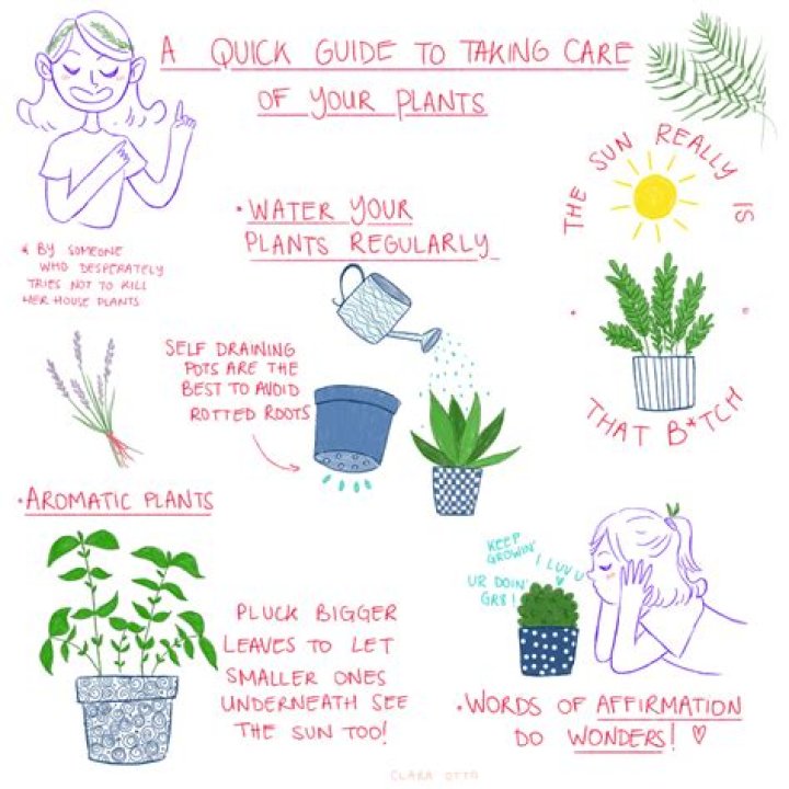 How to take care of plants