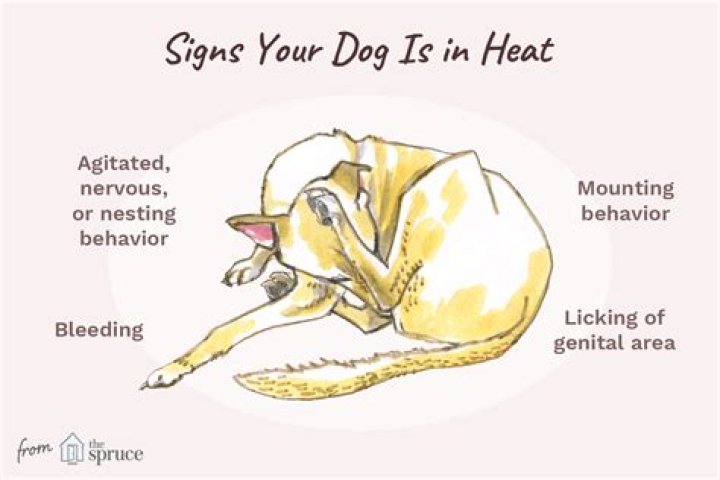 How to tell if a dog is in heat pictures