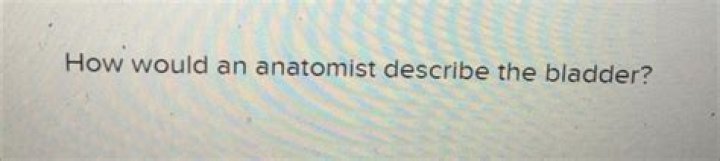 How Would An Anatomist Describe The Bladder