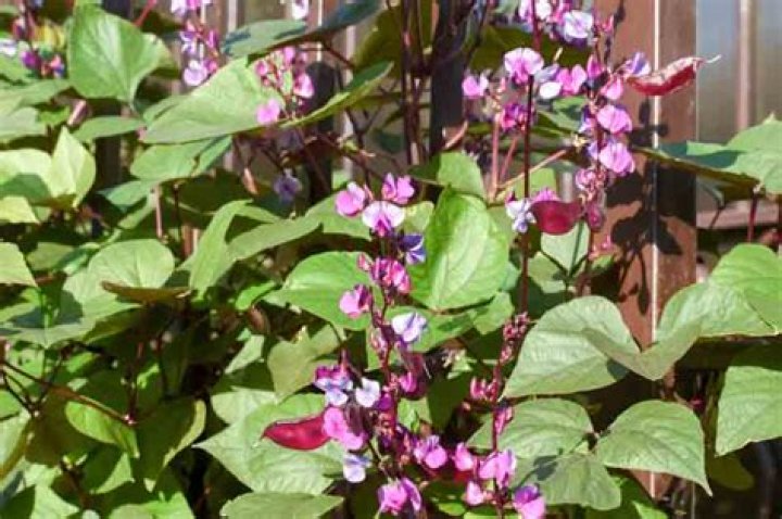 Hyacinth Bean Vine Poisonous Dogs