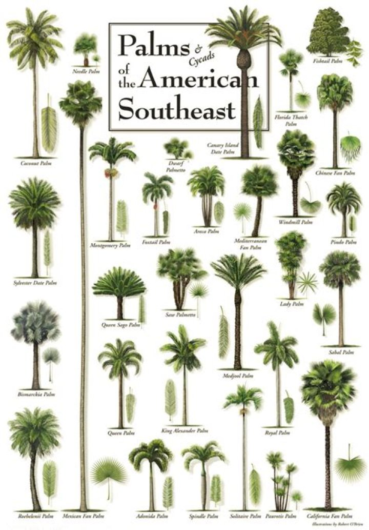 Identification types of palm trees chart